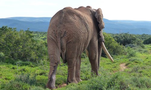 Addo