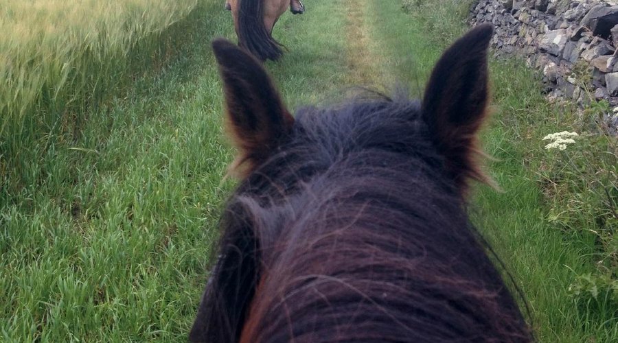 Riding on a barley field