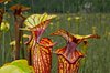 Sarracenia