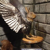 Wolpertinger realizada por taxidermista