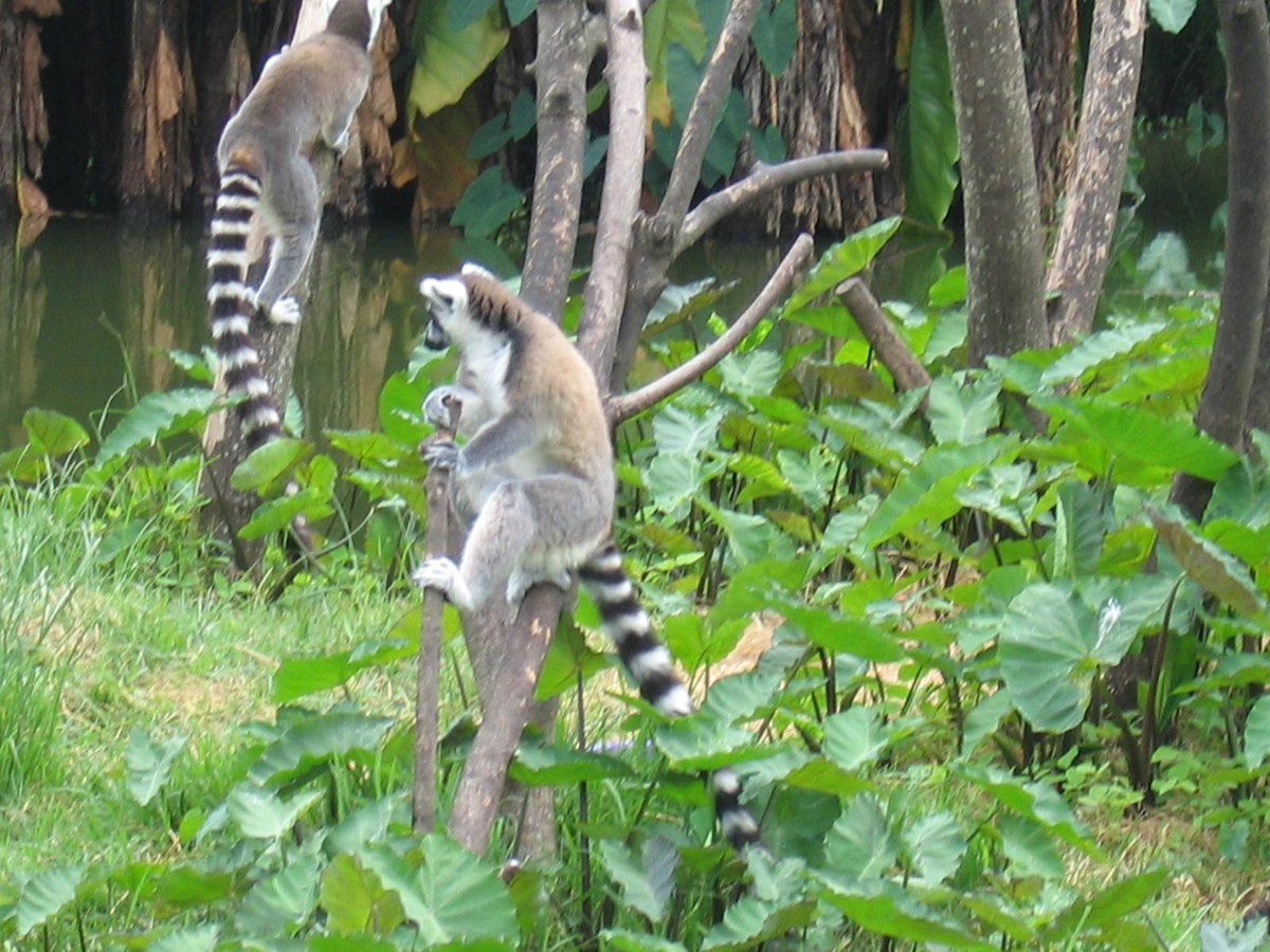 Tsimbazaza Zoo, Антананариву: лучшие советы перед посещением - Tripadvisor