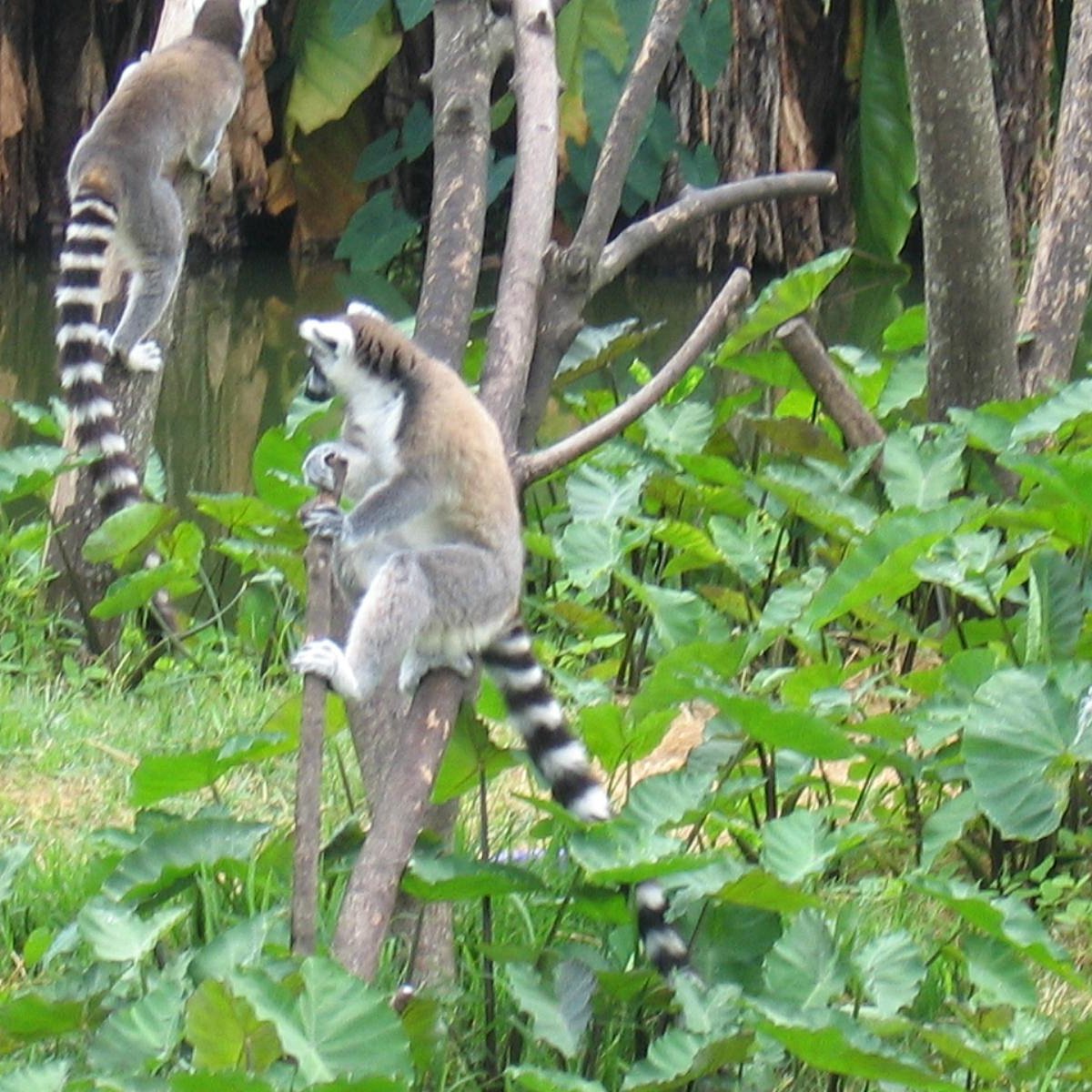 Tsimbazaza Zoo, Антананариву: лучшие советы перед посещением - Tripadvisor