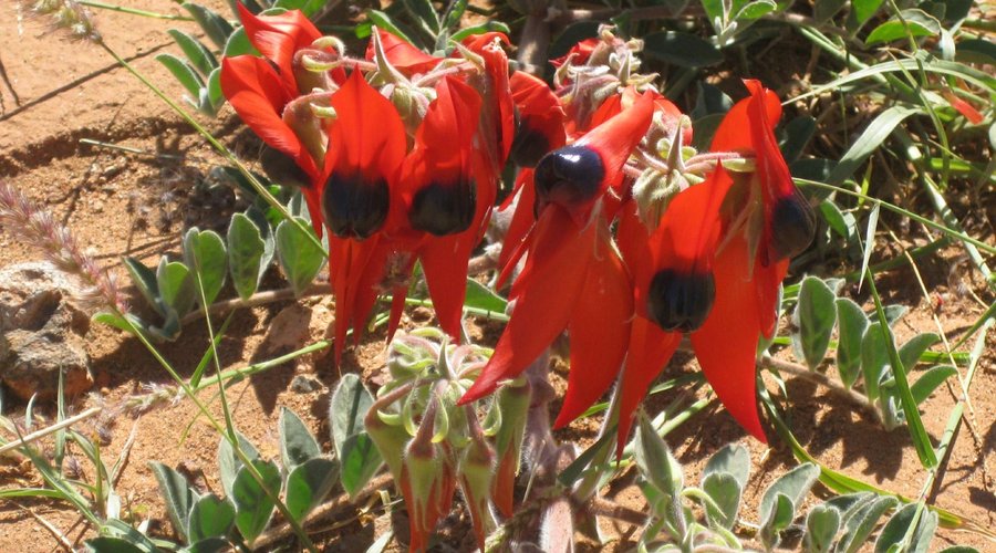 Sturts desert pea in Meekatharra