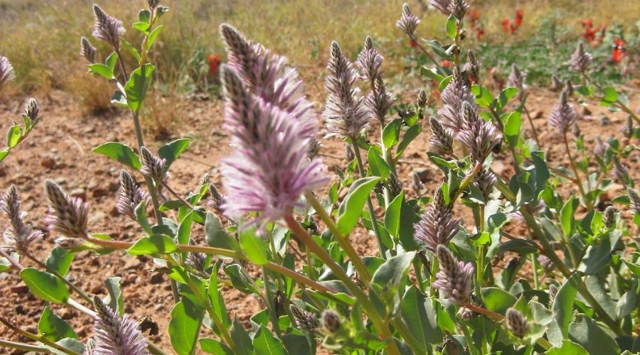 Mulla mulla flowers