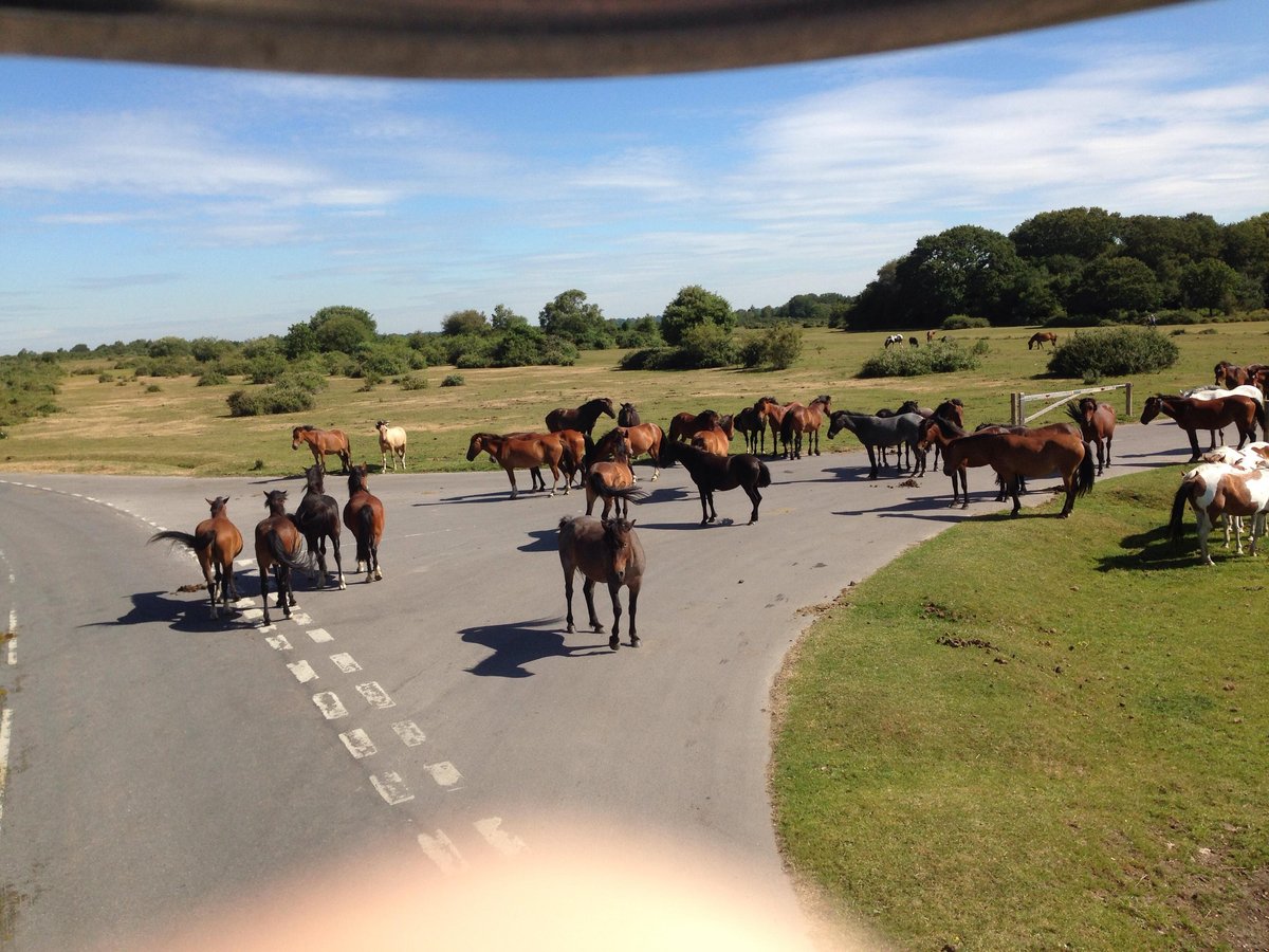 New Forest Tour All You Need to Know BEFORE You Go (2024)