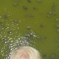 Lots of turtles