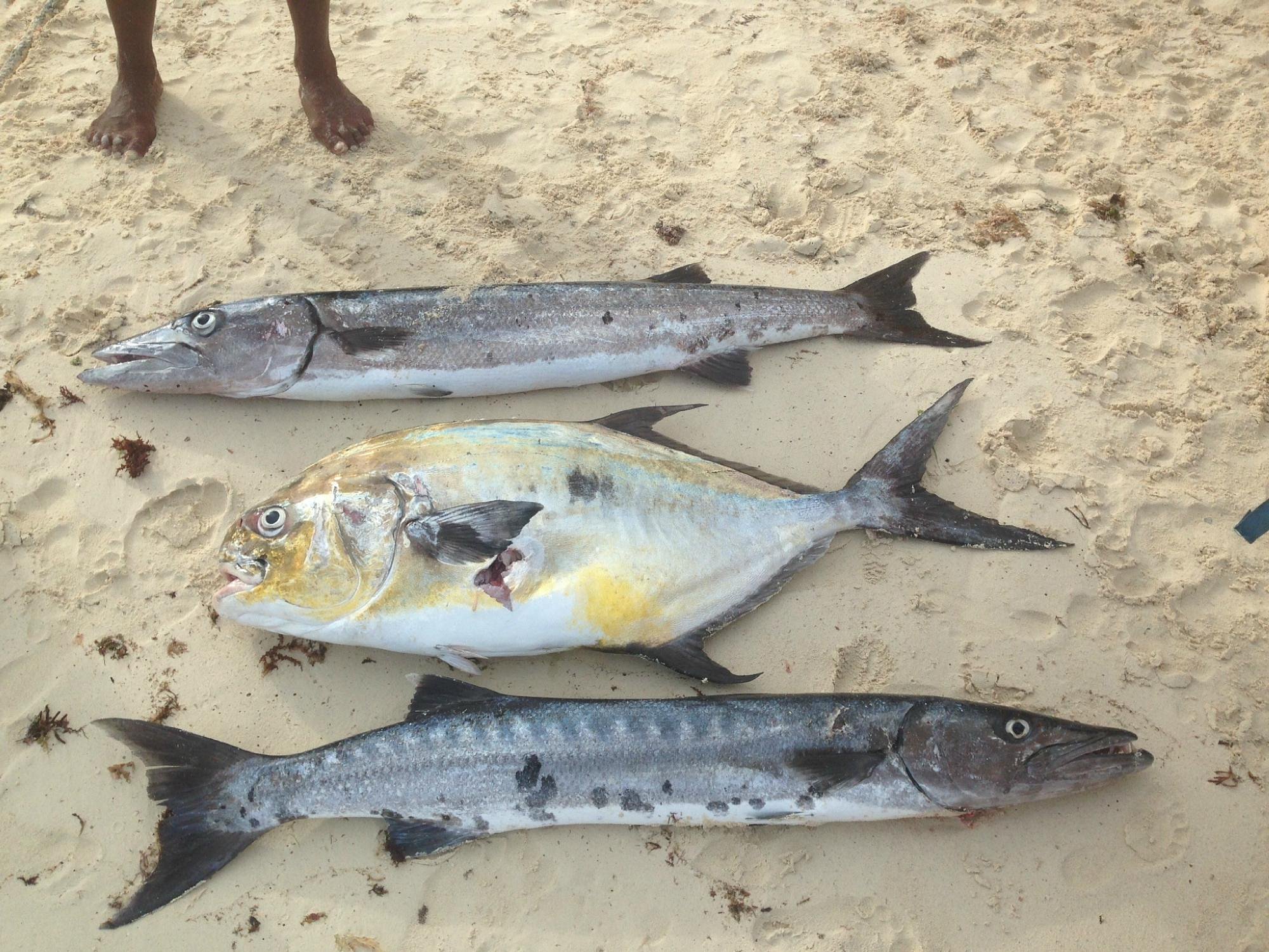 spearfishing today cancun