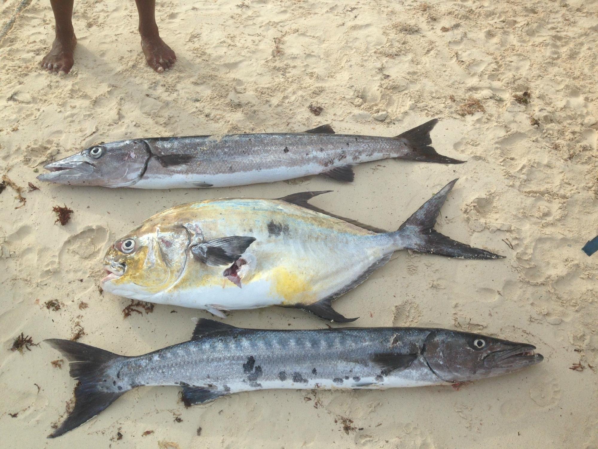 spearfishing today cancun