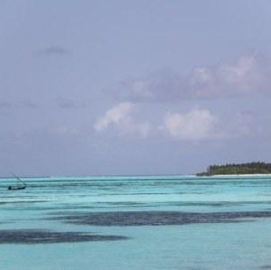 Privet Island