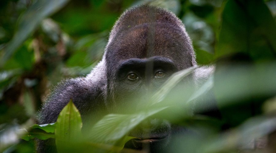Gorilla Viewing at Ngaga Camp