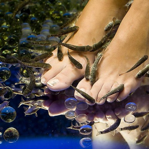 fish pedicure, feet and small fish Stock Photo - Alamy