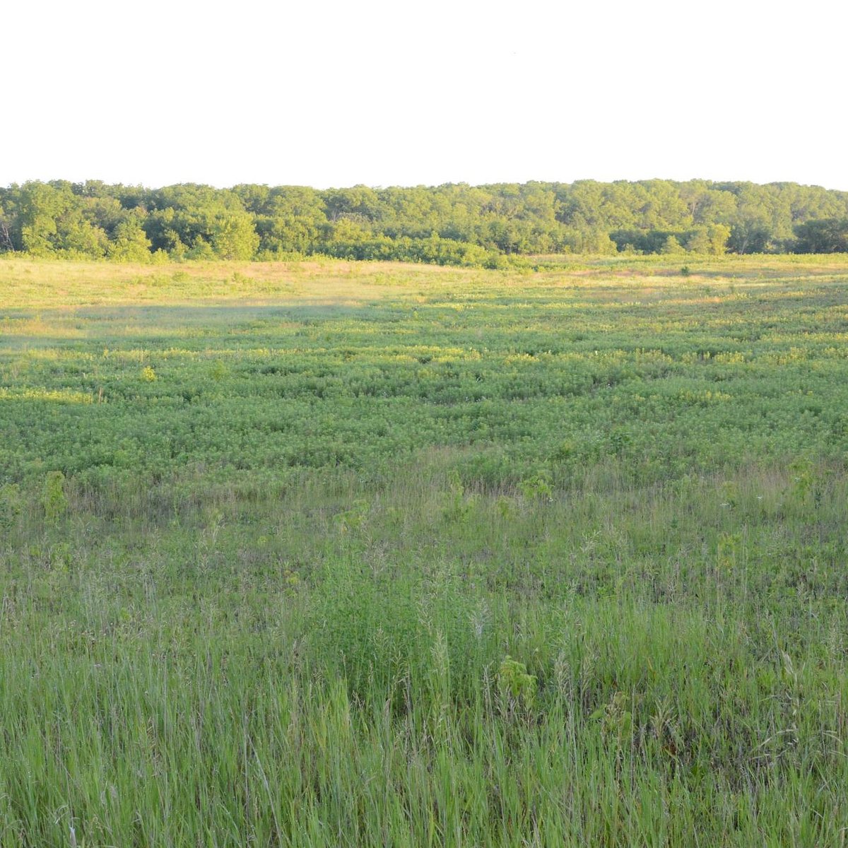 Cowling Arboretum at Carleton College - All You Need to Know BEFORE You Go  (2024)