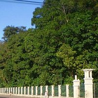 fora do bosque