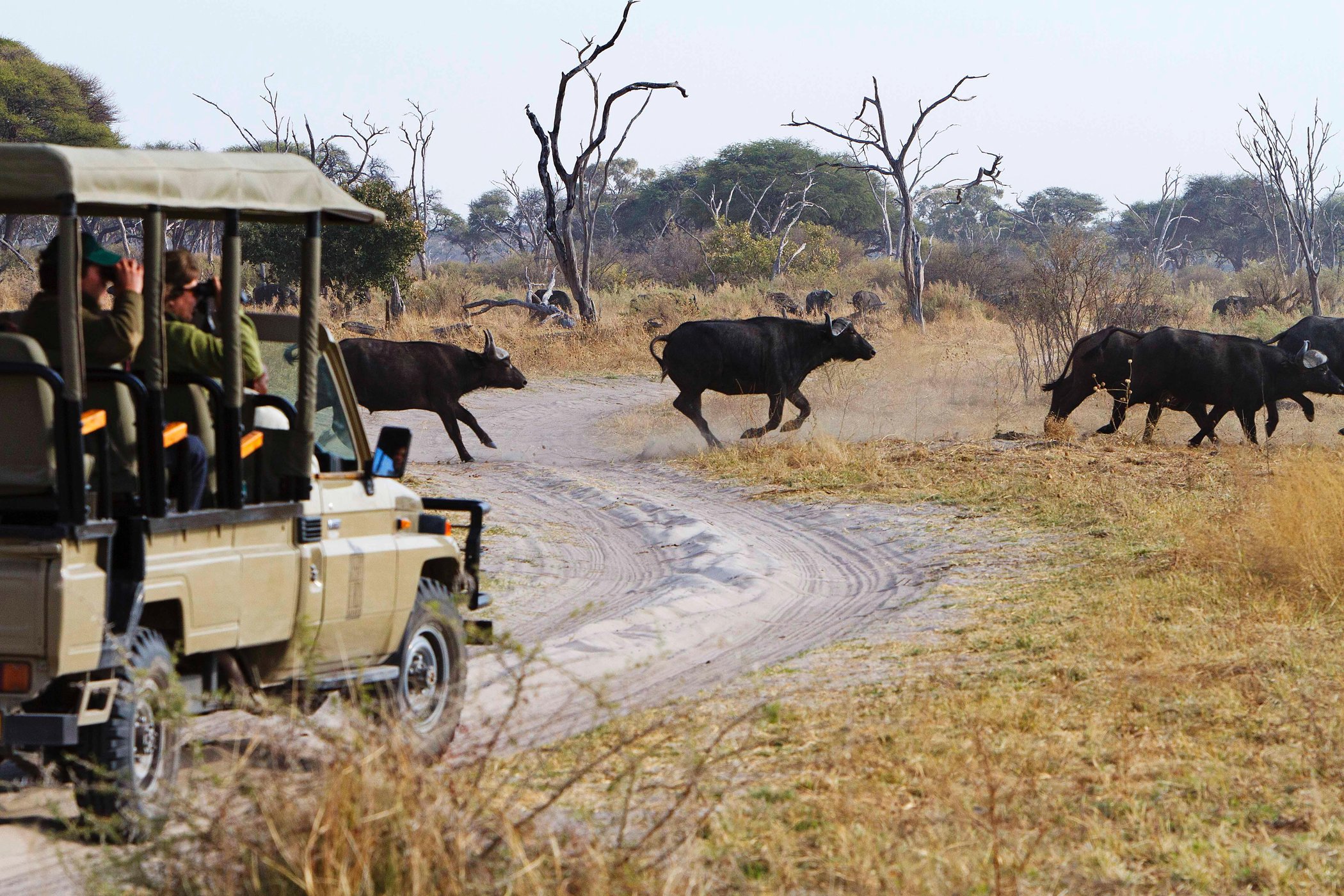 Savute Safari Lodge desert and delta by null