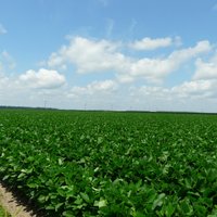 Louisiana State Cotton Museum - All You Need to Know BEFORE You Go (2024)