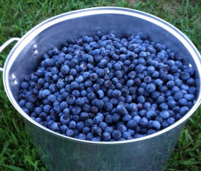 Holcomb's Blueberries image