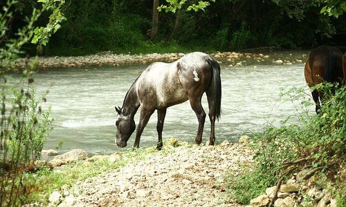 Cavallo si abbevera nel fiume Liri
