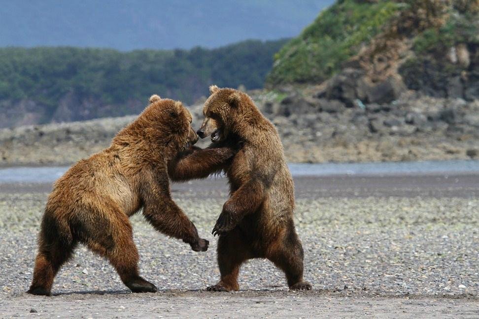 Bears in Alaska's Hallo Bay Are Changing What They Eat