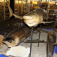 Approcher le requin sans peur !