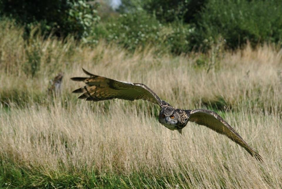 the-barn-owl-centre-gloucester-2022-lo-que-se-debe-saber-antes-de