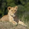 DKGSafaris