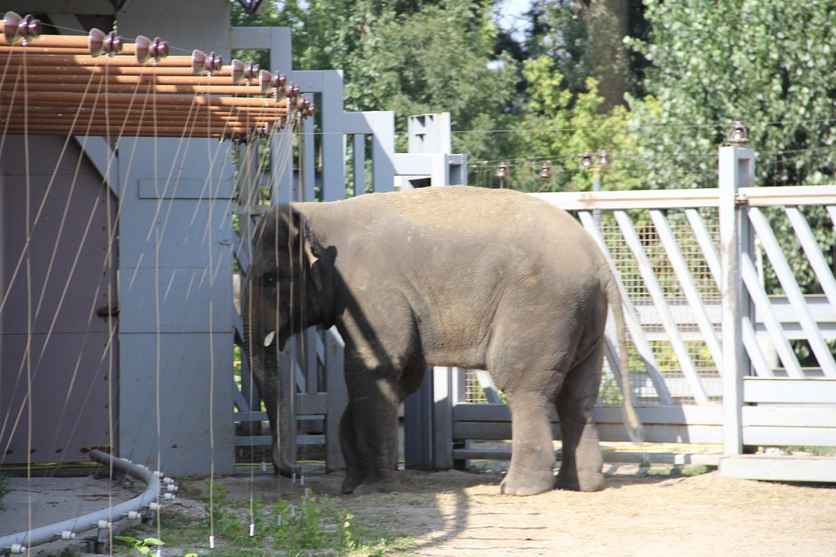 Rostov Zoo (Rostov-on-Don) - Lohnt es sich? Aktuell für 2024 (Mit fotos)