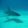 Sharkfriend