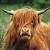 mcnock