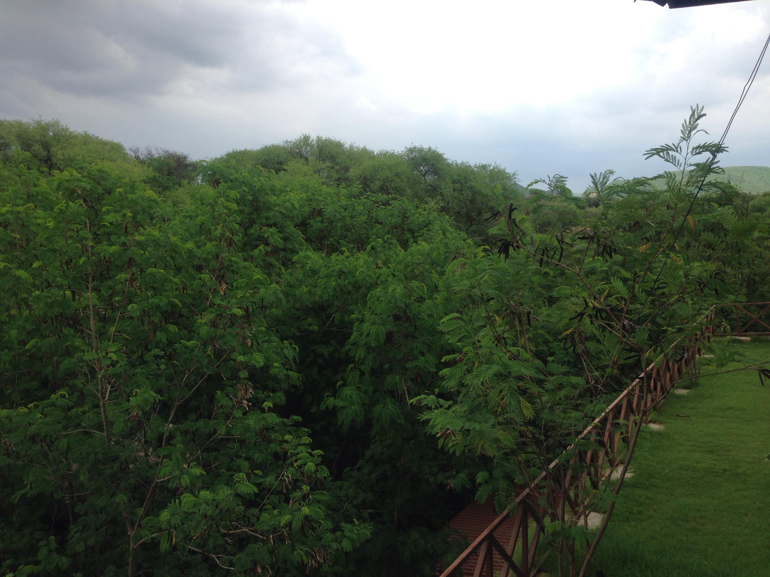Hotel photo 16 of The Tree House Resort.