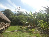 Árboles sogas muy misteriosas - Picture of Iguana Lodge & Camp, Santo  Toribio - Tripadvisor