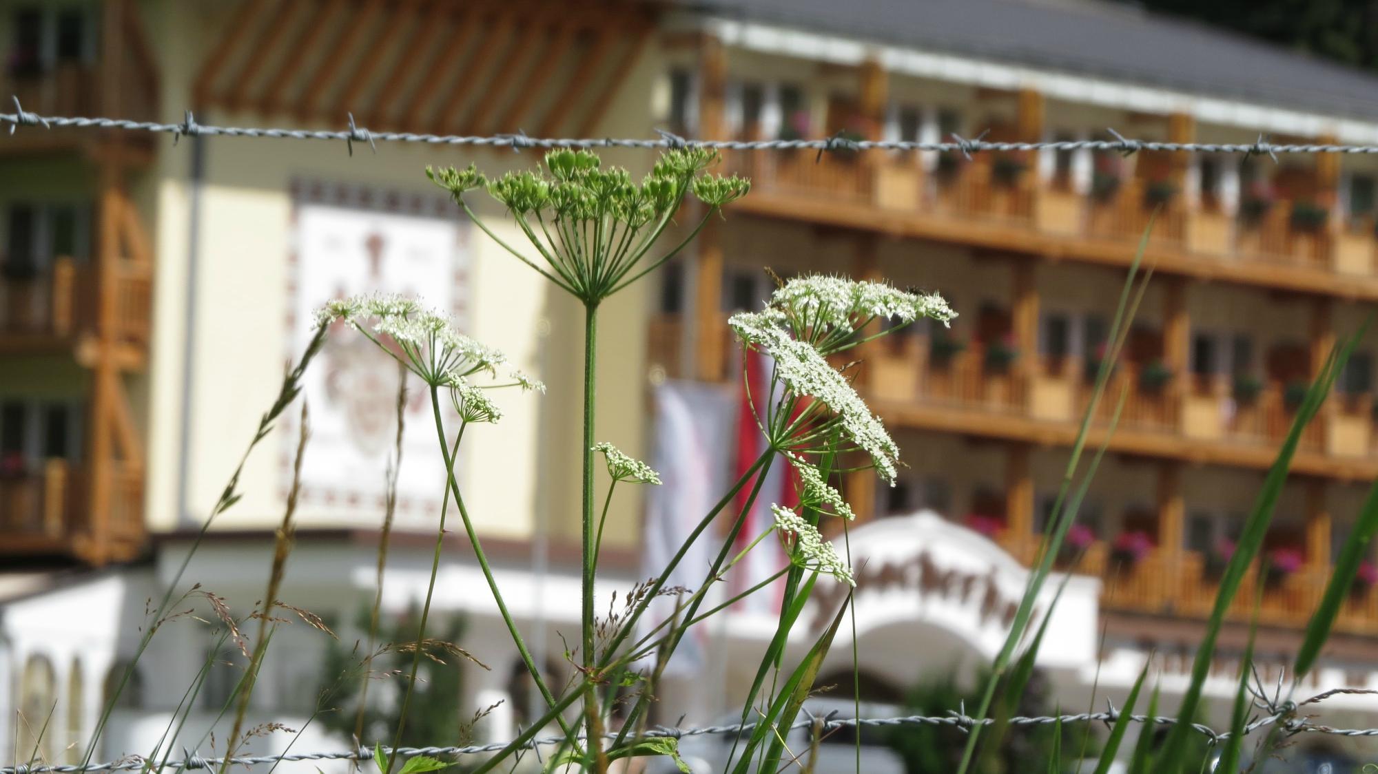 Hotel photo 13 of Alpinhotel Jesacherhof Gourmet & Spa.