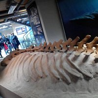 Particolare della balenottera di Vigliano d'Asti!