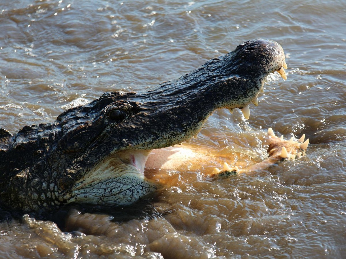 Testimonials – Trophy Florida Gator Hunting By Get Bit Outdoors