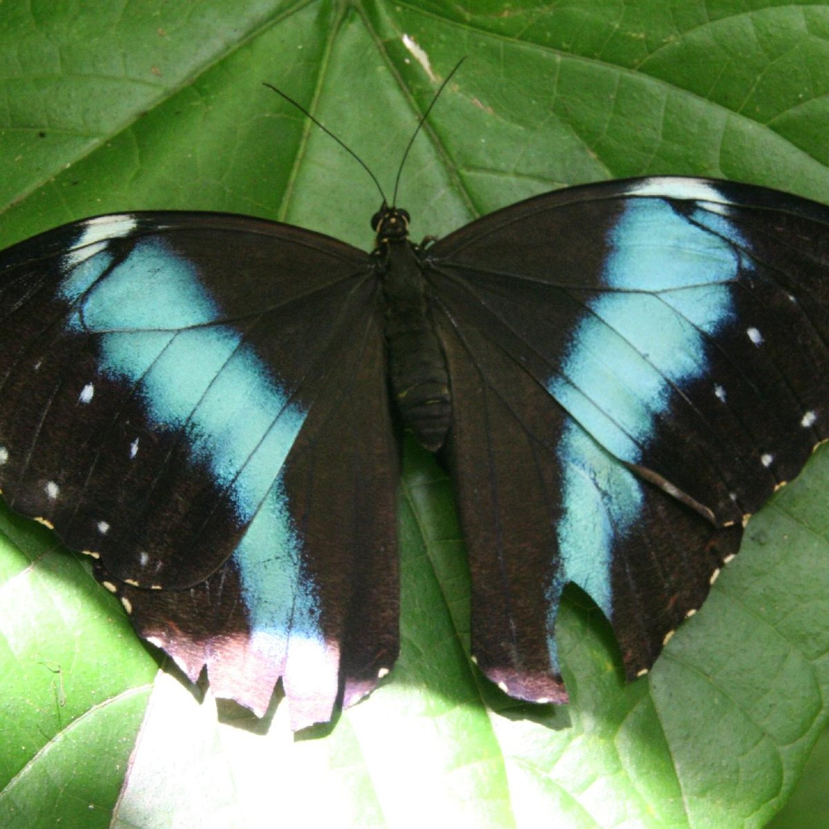 Neotropical Butterfly Park: A Colorful Attraction In Suriname