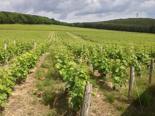 vineyards to visit in sancerre