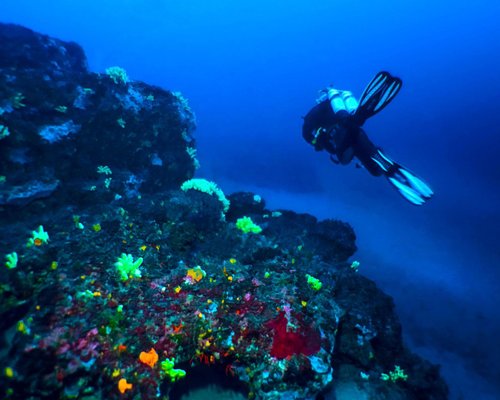 The 10 Best Corsica Scuba Snorkeling Activities With Photos Tripadvisor