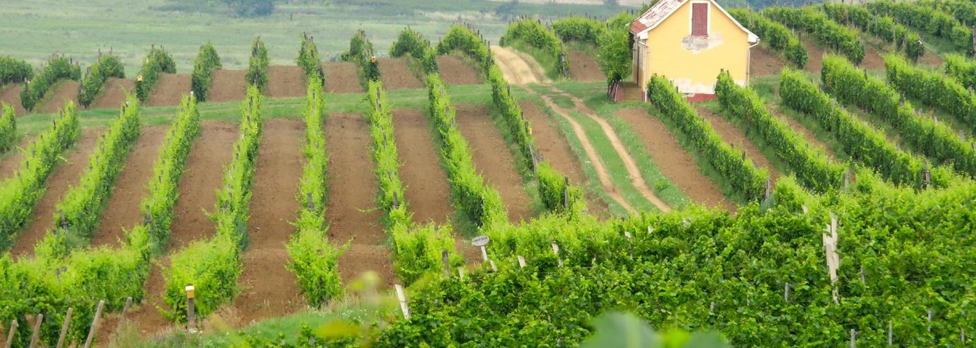View from hillside vineyard of winery.