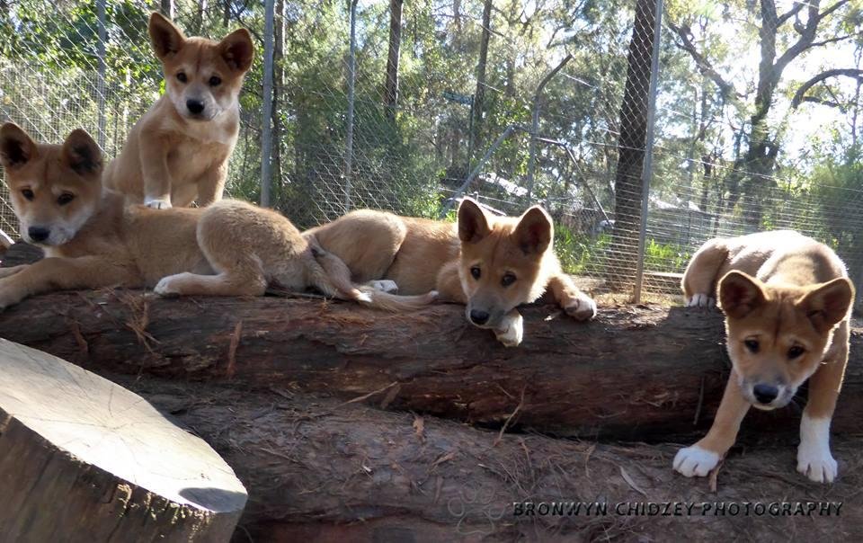 Arrival of the dingo  National Museum of Australia