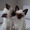 TraceyCats