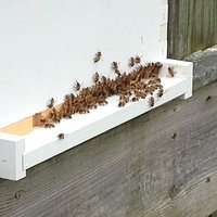 one of our honey bee hives