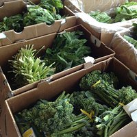 Beautiful, organic produce