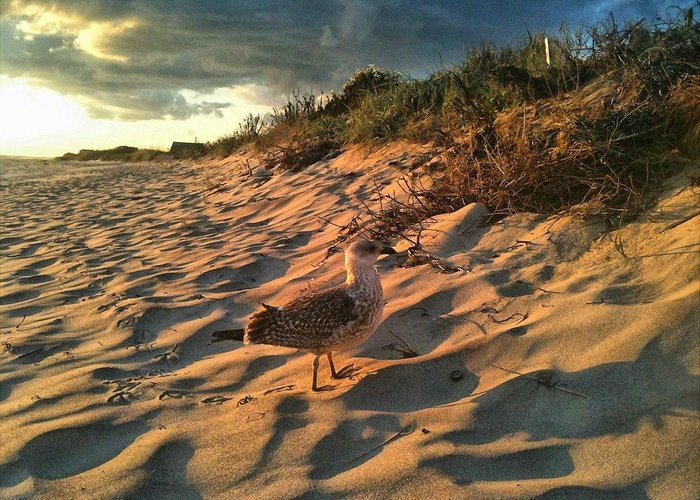 Sunset on Madaket Beach