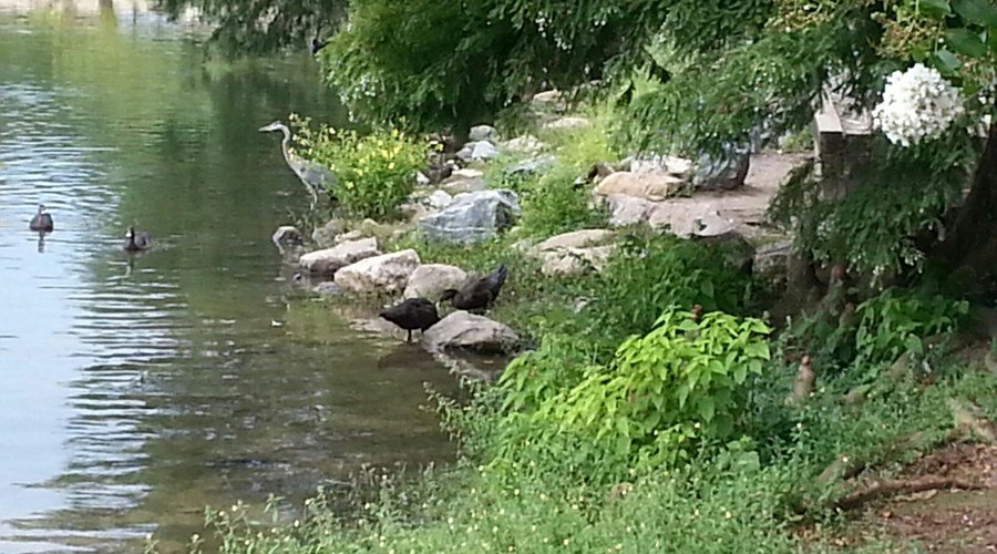Lake Ella wildlife