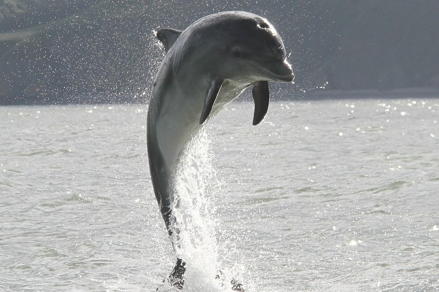 new quay dolphin boat trips