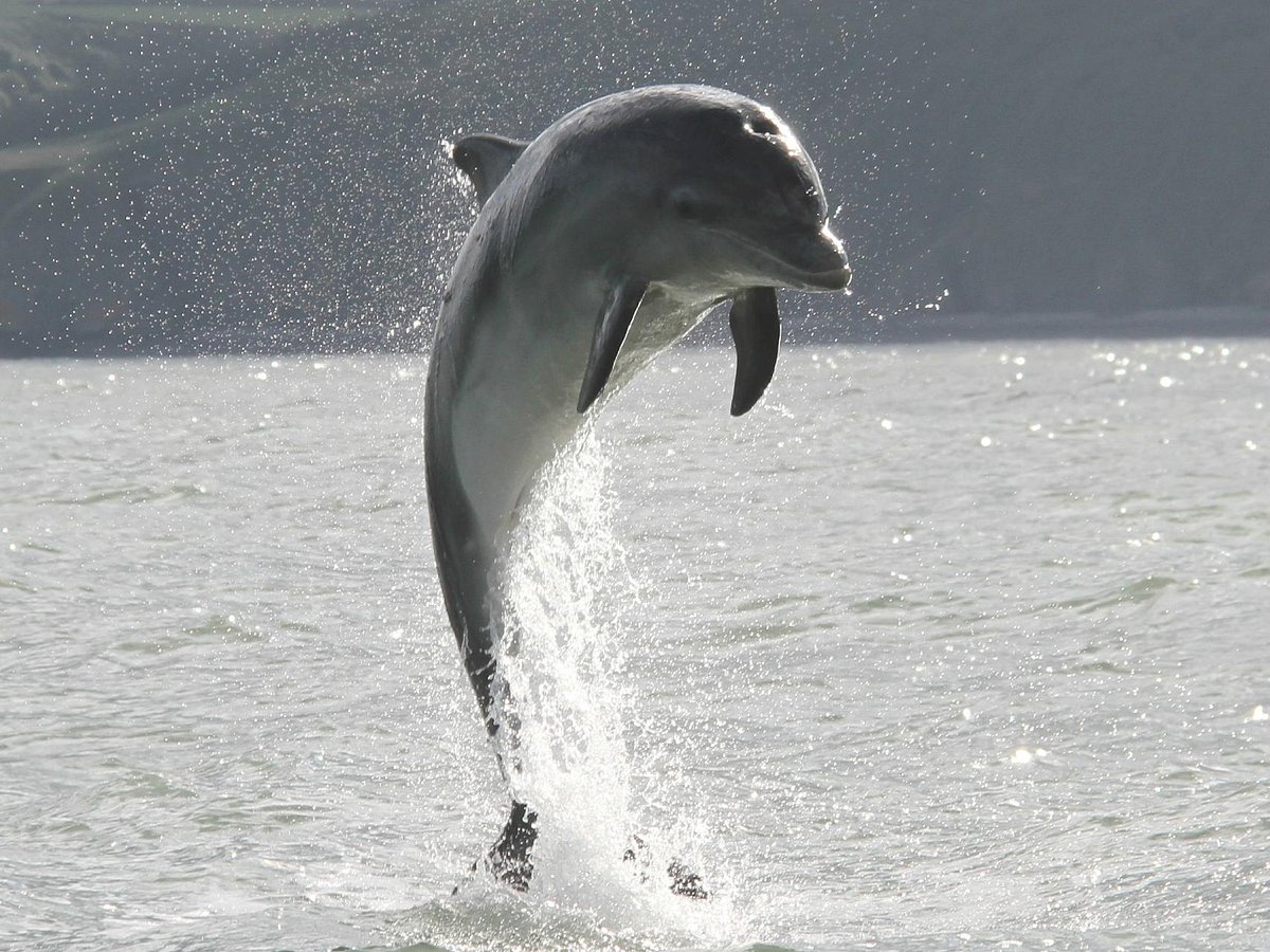 new quay dolphin boat trips