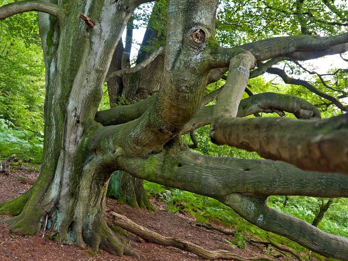 Urwald Sababurg, Кассель: лучшие советы перед посещением - Tripadvisor