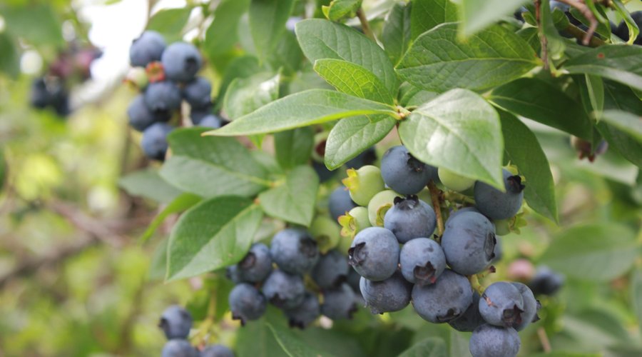 yummy berries!