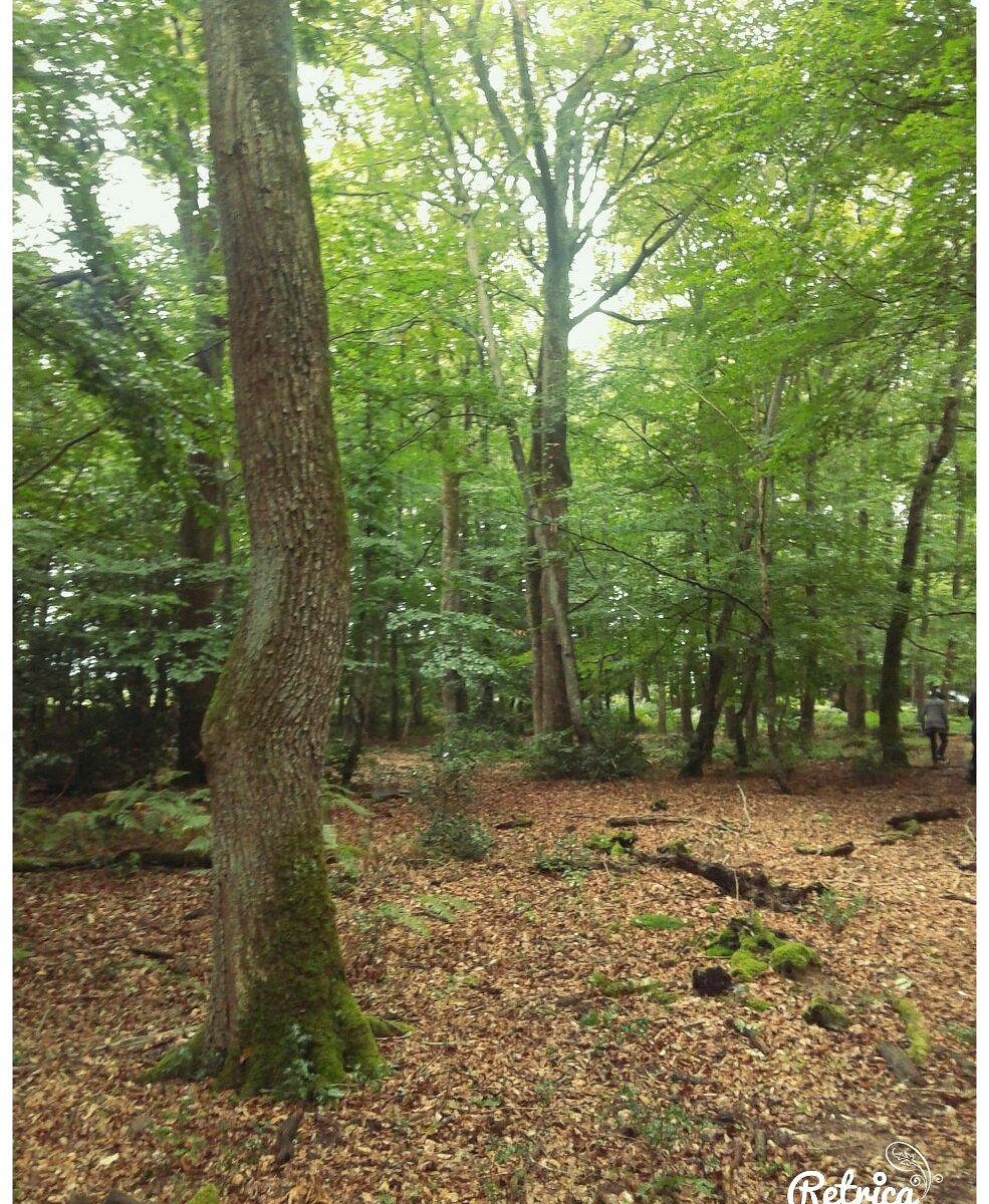 Forêt De Tronçais Saint Bonnet Troncais Lohnt Es Sich Mit Fotos 5149