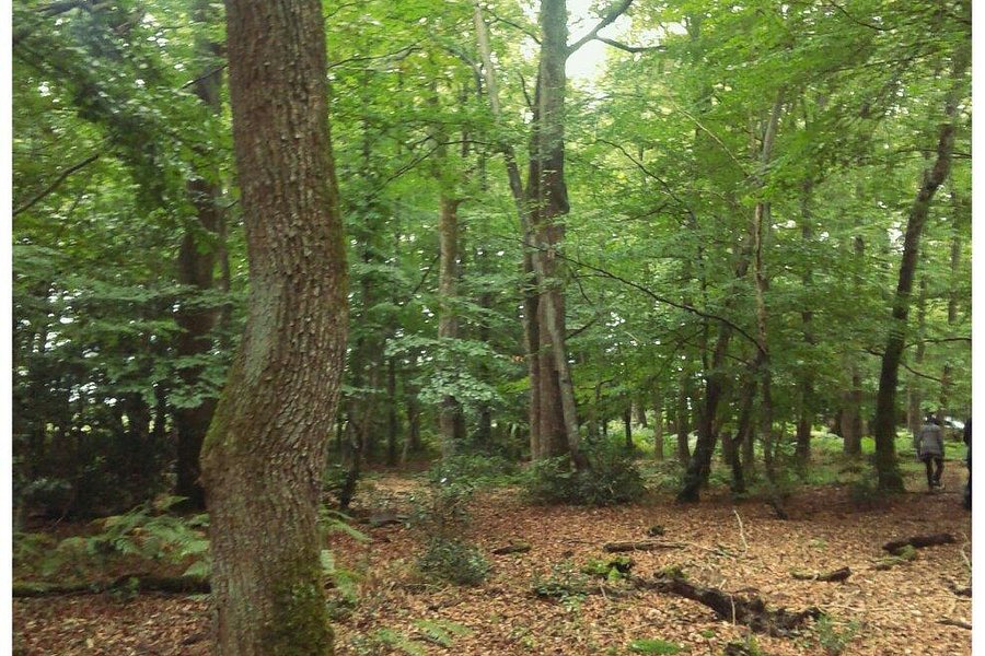 Forêt de Tronçais image