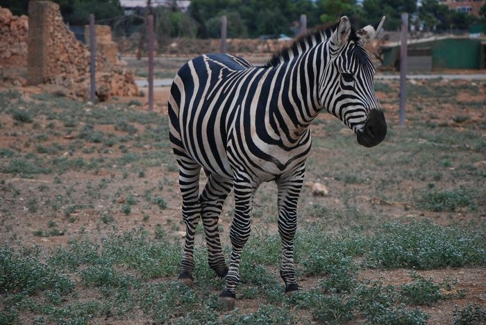 Imagen 1 de Safari Zoo Mallorca